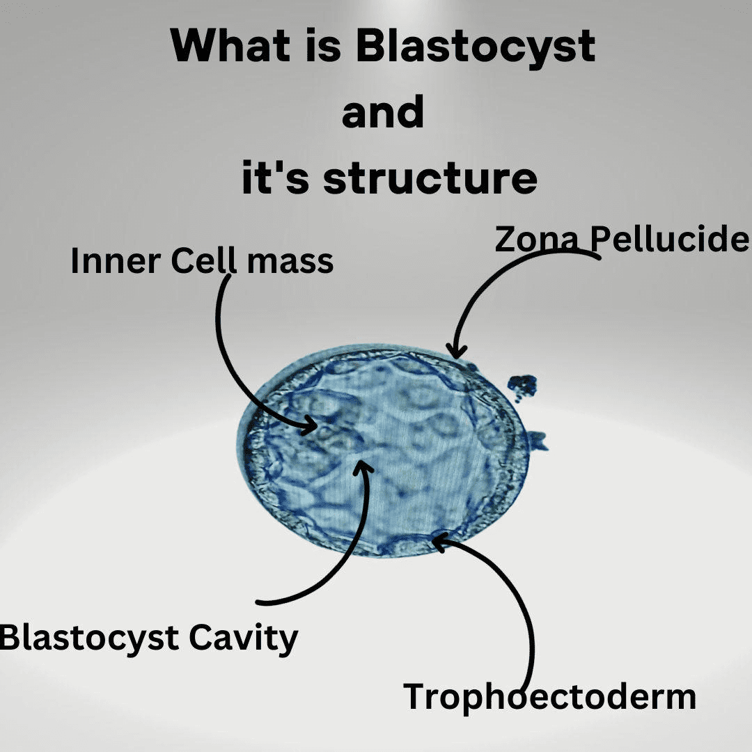 what is blastocyst