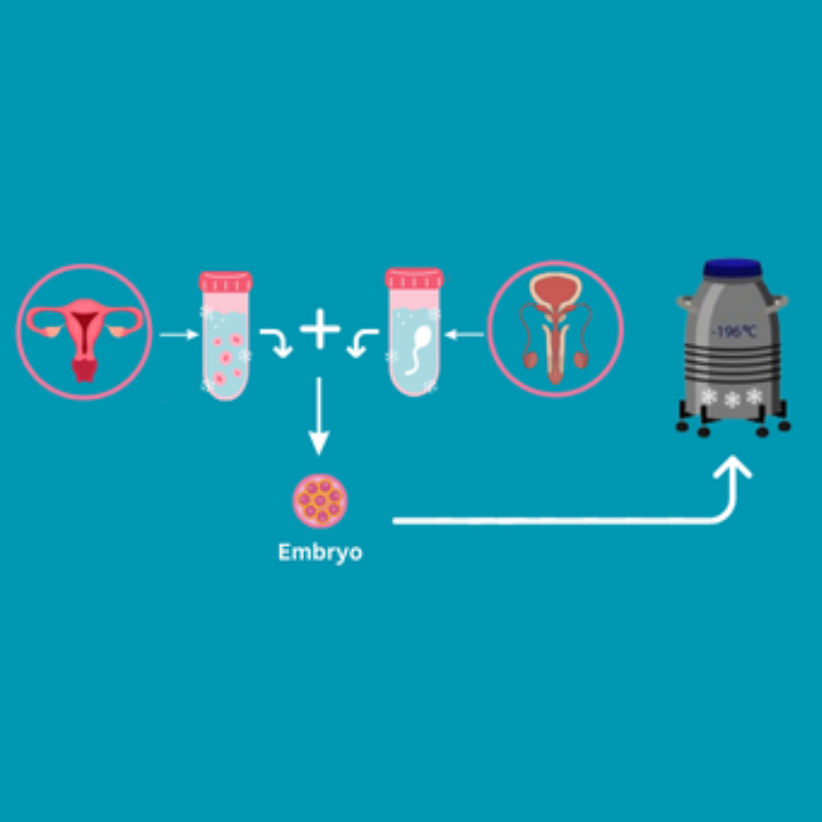 Embryo Freezing