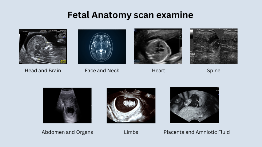 fetal anatomy scan examine