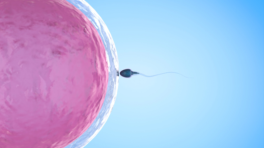 Male component in IVF