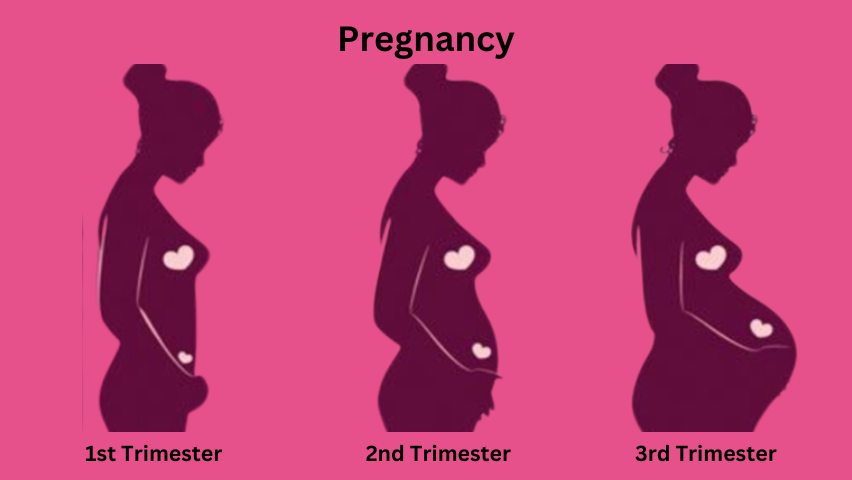 How does your body change during pregnancy?