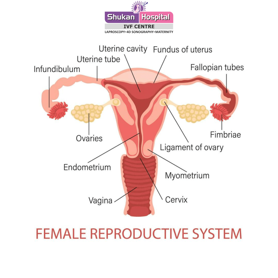 Infertility-in-Women